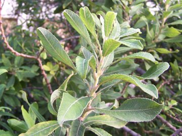 Salix cinerea / Salice cinereo